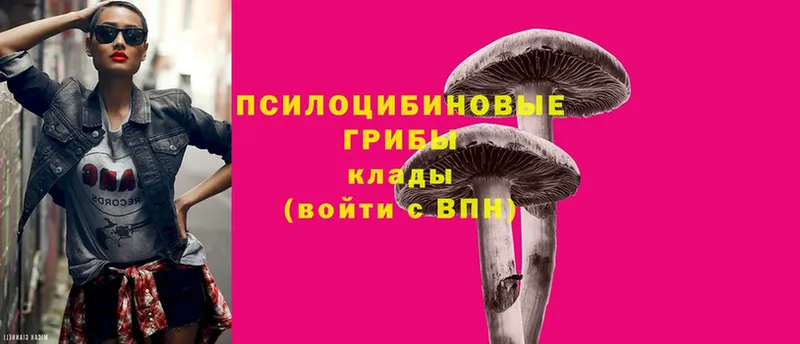 где продают   Камбарка  МЕГА сайт  Псилоцибиновые грибы Psilocybine cubensis 